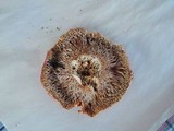 Russula flavisiccans image