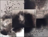 Sclerococcum sphaerale image