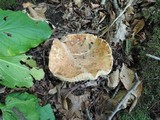 Leucopaxillus compactus image