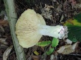 Leucopaxillus compactus image