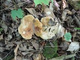 Leucopaxillus compactus image