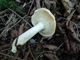 Hydnum umbilicatum image