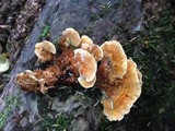 Pycnoporellus fulgens image
