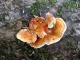 Pycnoporellus fulgens image