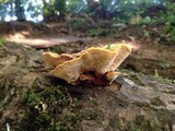 Pycnoporellus fulgens image