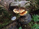 Pycnoporellus fulgens image