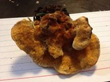 Pycnoporellus fulgens image