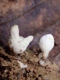 Pterula moniliformis image