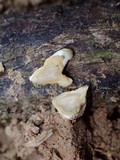 Pterula moniliformis image