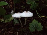 Leucocoprinus brebissonii image