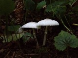 Leucocoprinus brebissonii image