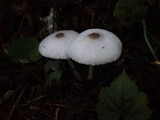 Leucocoprinus brebissonii image
