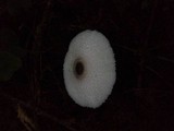 Leucocoprinus brebissonii image