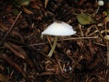 Leucocoprinus brebissonii image