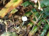 Leucocoprinus brebissonii image