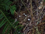 Leucocoprinus brebissonii image