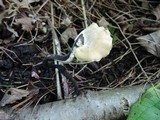 Polyporus leptocephalus image