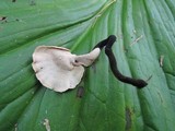 Polyporus leptocephalus image