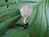Polyporus leptocephalus image