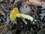 Suillus americanus image