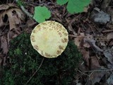 Suillus americanus image