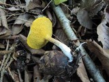 Suillus americanus image