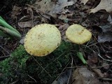 Suillus americanus image