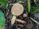 Suillus spraguei image