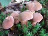 Boletus pallidoroseus image