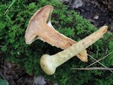 Suillus decipiens image