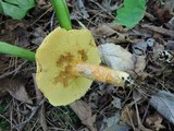Suillus decipiens image