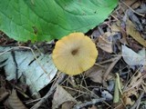 Entoloma formosum image