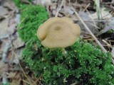 Entoloma formosum image