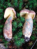 Boletus pallidoroseus image