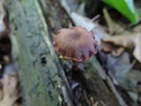Laccaria purpureobadia image