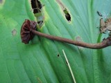 Laccaria purpureobadia image