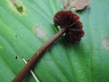 Laccaria purpureobadia image
