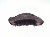 Lecidella elaeochroma f. elaeochroma image