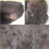 Lecidella elaeochroma f. elaeochroma image