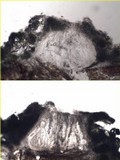 Pertusaria pustulata image