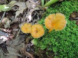 Craterellus lutescens image