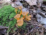 Craterellus lutescens image