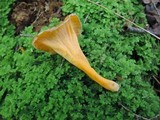 Craterellus lutescens image