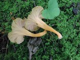 Craterellus lutescens image