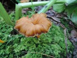 Craterellus lutescens image