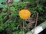 Hygrocybe reidii image