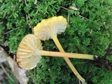 Hygrocybe reidii image