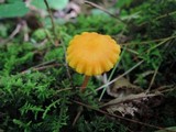 Hygrocybe reidii image