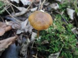 Entoloma formosum image