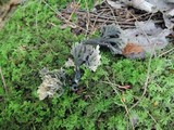 Helminthosphaeria clavariarum image